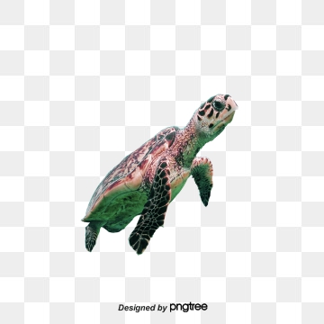 360x360 Turtle Png Images Vector And Free Download