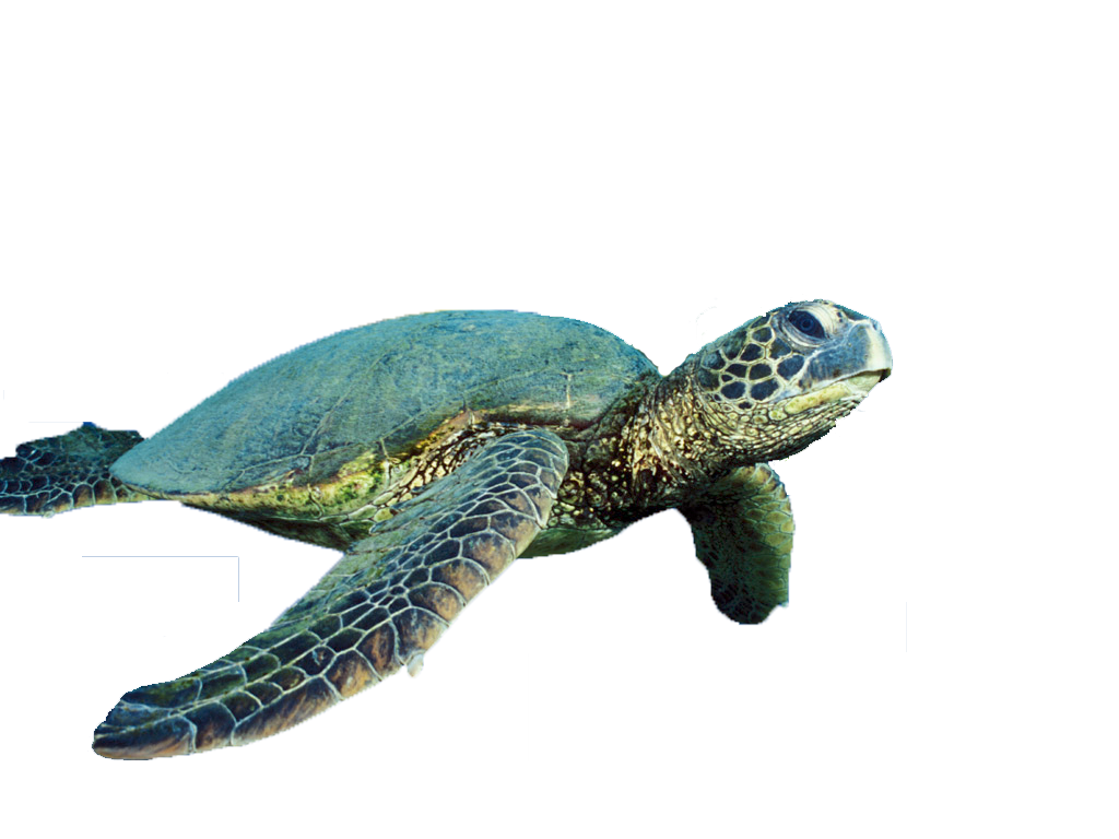1024x768 Turtle Vector Free Png Download