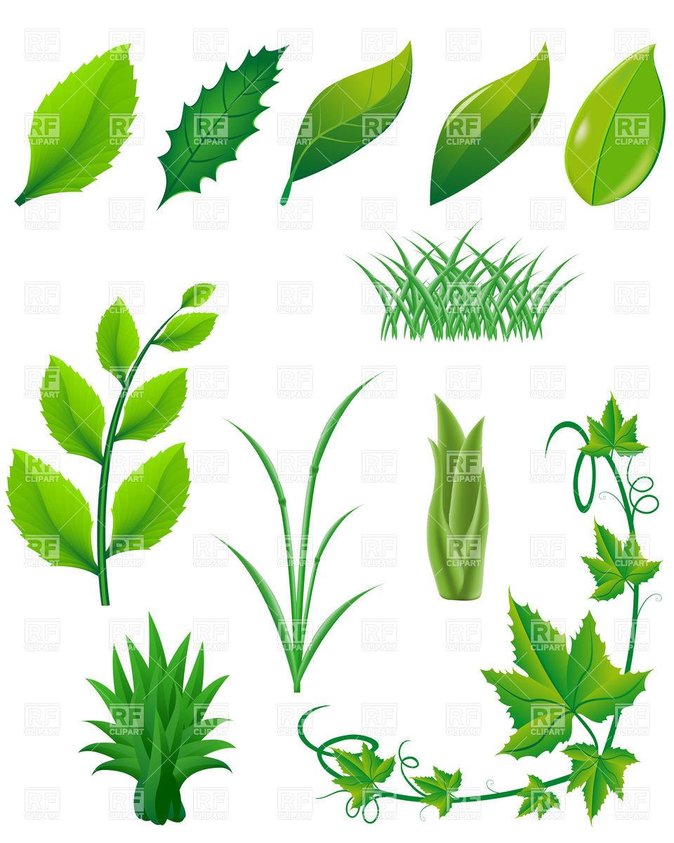Green Leaves, Plants And Twigs Vector Image Of Plants And Animals 960x1200 Green Leaves, Plants And Twigs Vector Image Of Plants And Animals