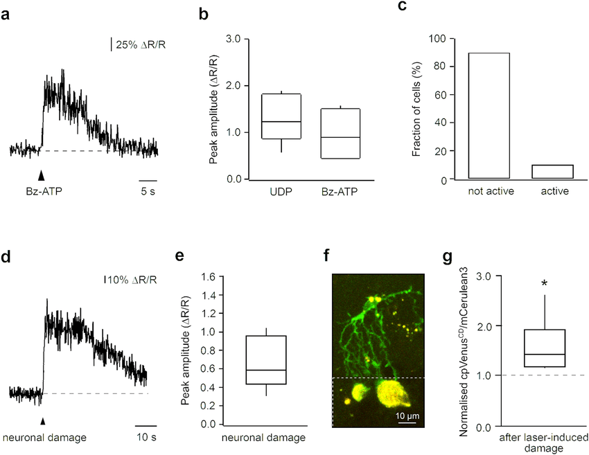 850x657 Versatility Of The Lv Cmv Twitch Vector For In Vivo Ca