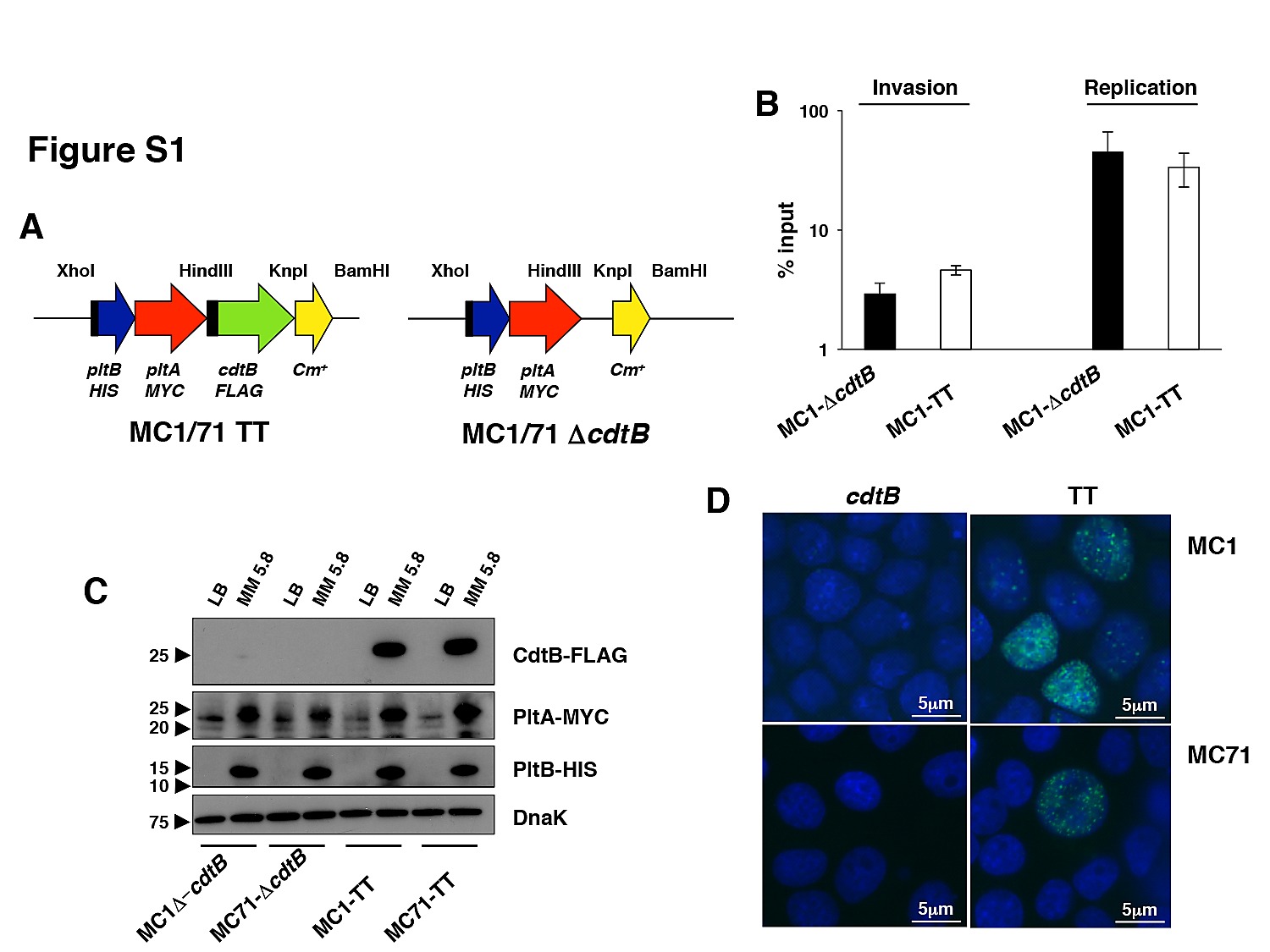 1500x1125 The Typhoid Toxin Promotes Host Survival And The Establishment