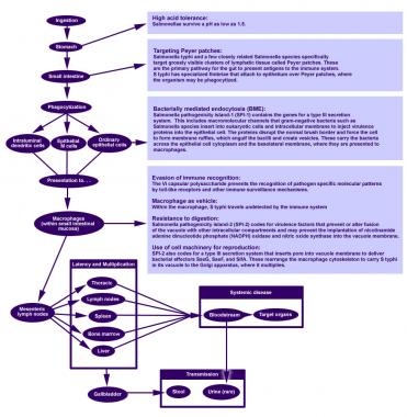 371x380 Typhoid Fever Background, Pathophysiology, Epidemiology