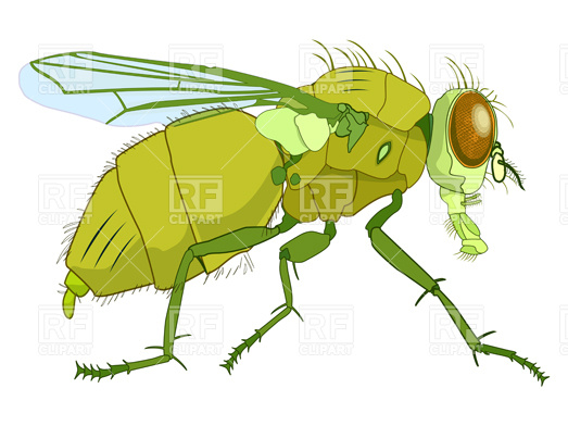 523x392 Typhoid Fly Vector Image Of Plants And Animals Robertosch