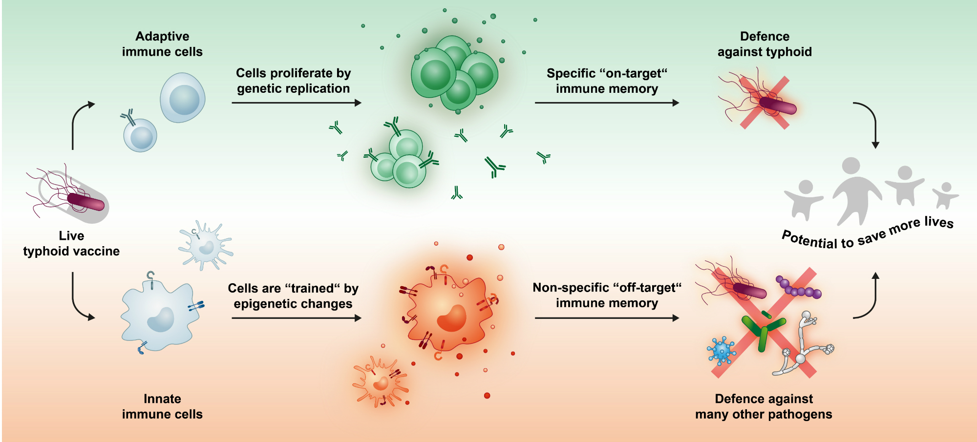 2000x905 Typhoid Vaccine May Protect Against Other Infections