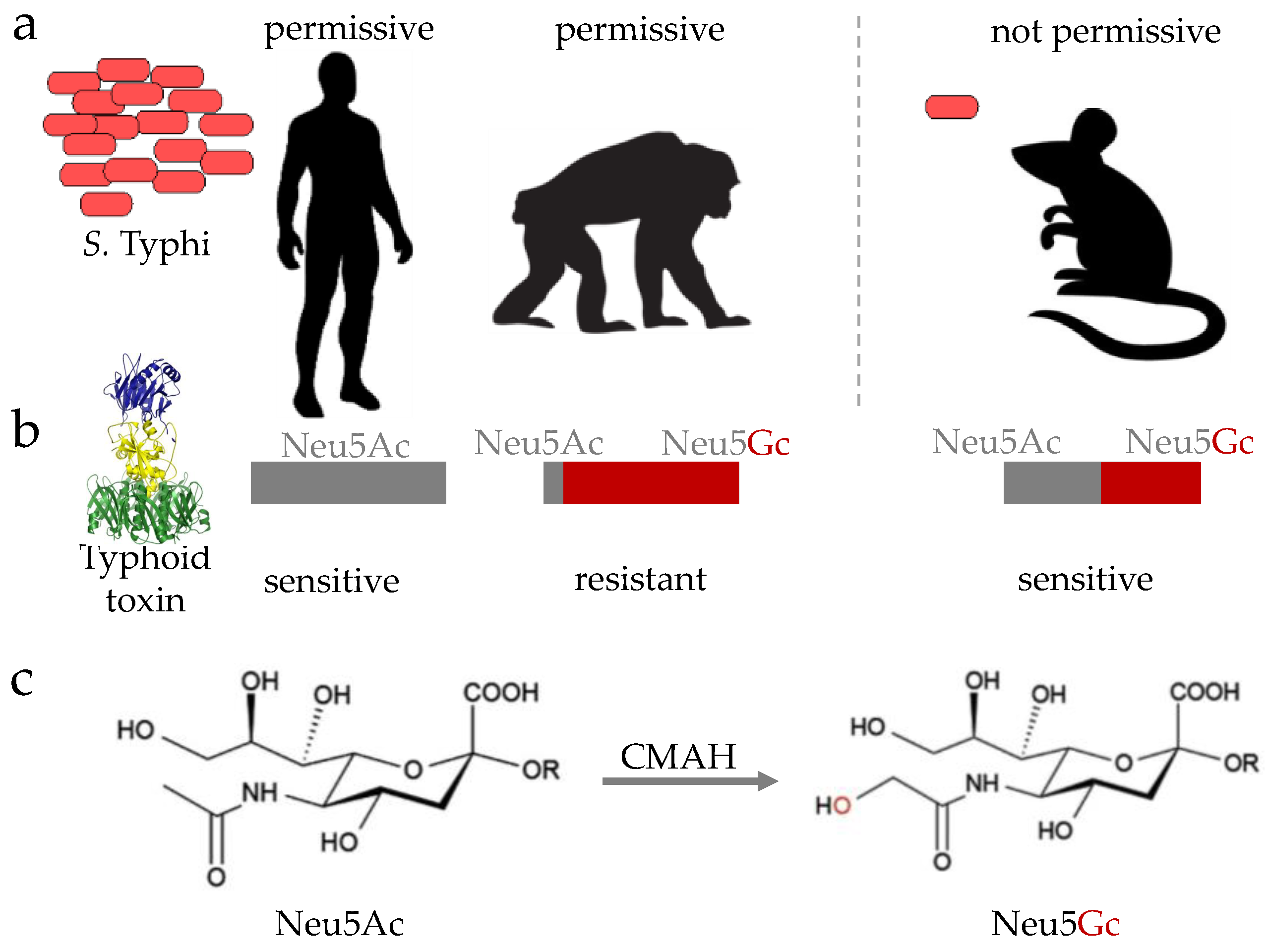 2557x1920 Vaccines Free Full Text Why Is Eradicating Typhoid Fever So
