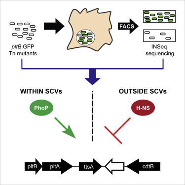 375x375 Decoding A Salmonella Typhi Regulatory Network That Controls