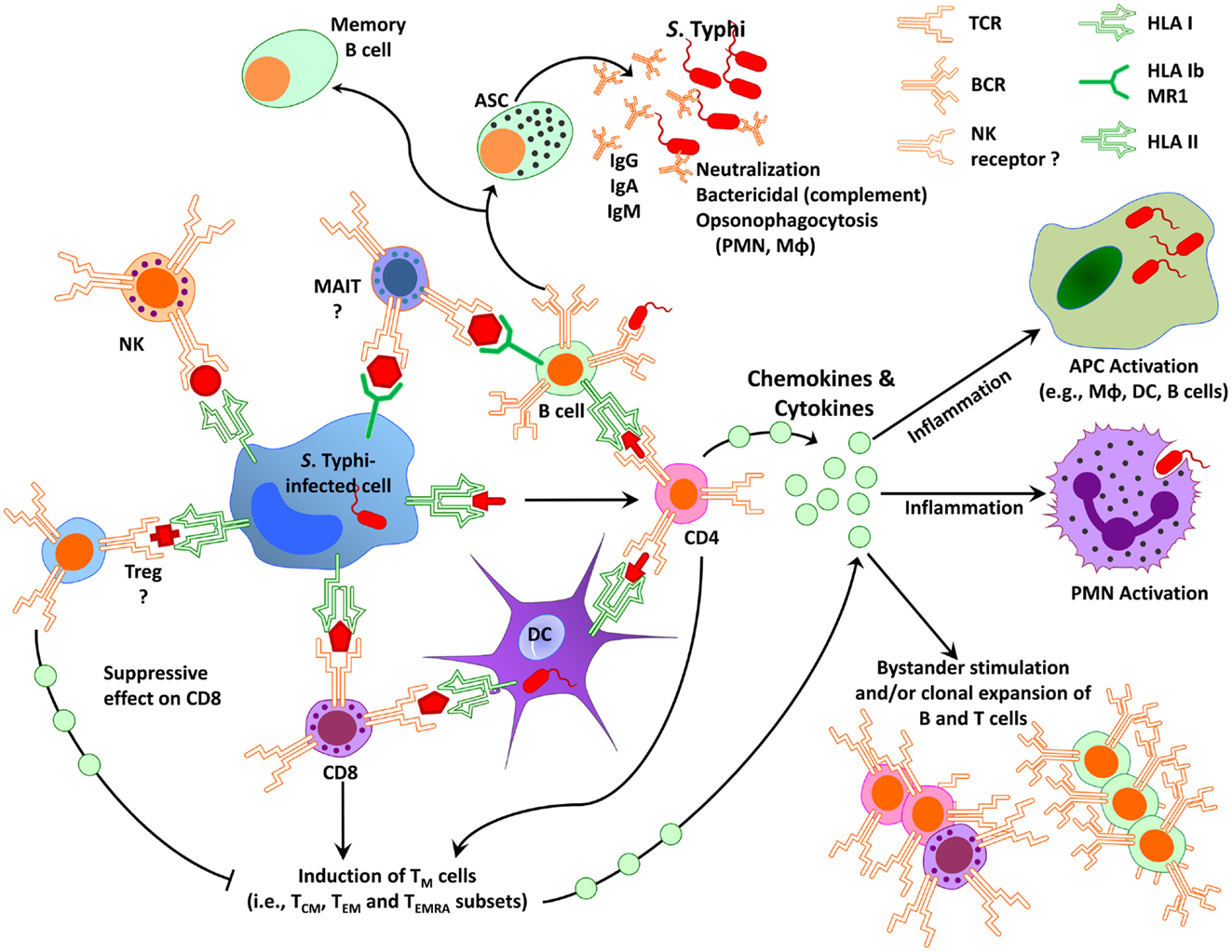 1323x1023 Frontiers Complex Adaptive Immunity To Enteric Fevers In Humans