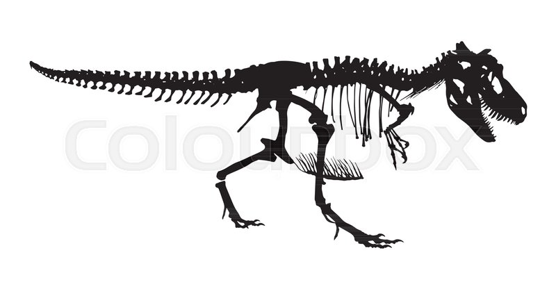 800x416 Tyrannosaurus Rex Skeleton Stock Vector Colourbox