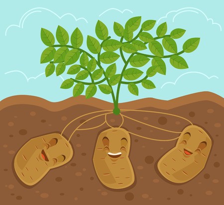450x411 Potato Grown Underground Vector Flat Cartoon Illustration