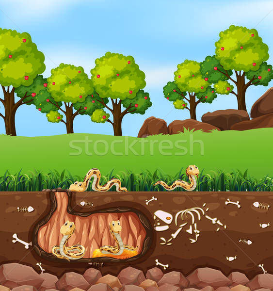 563x600 Snakes Living In Underground Vector Illustration Matthew Cole