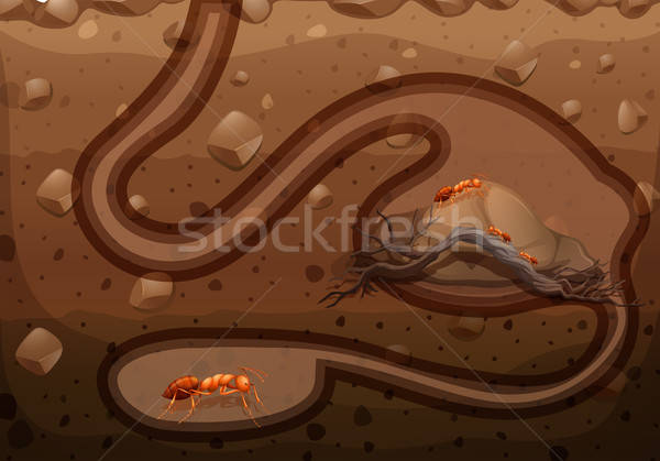 600x419 Ant Colony Living Underground Vector Illustration Daniel Cole