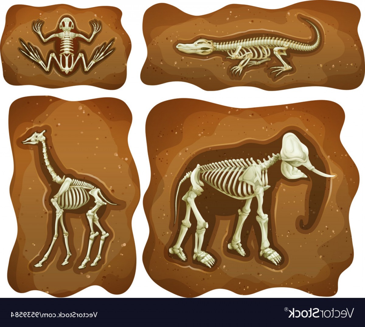 1200x1077 Four Different Fossils Underground Vector Soidergi