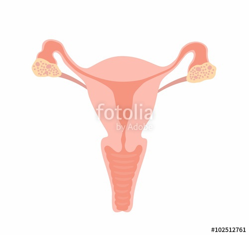 500x472 Illustration Uterus Vector Stock Image And Royalty Free Vector