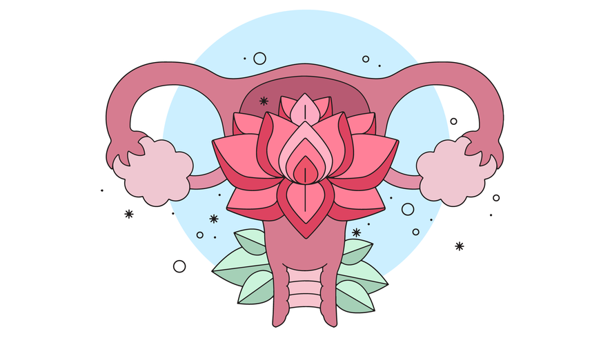 871x490 Uterus Vector