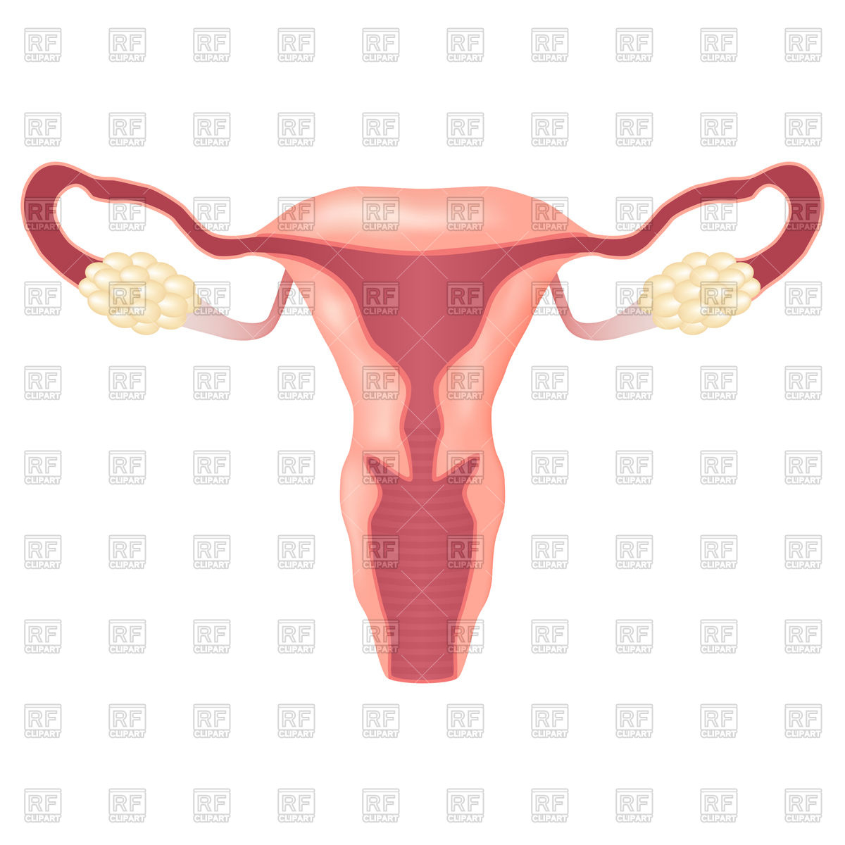 1200x1200 Uterus Vector Images Illustrations Vector Graphics Rfclipart
