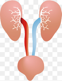 260x342 Uterus Vector Png, Vectors, And Clipart For Free Download