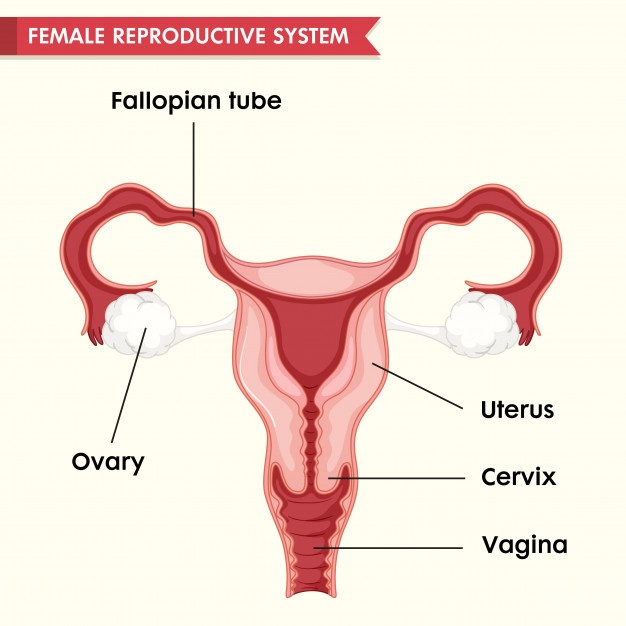 626x626 Uterus Vectors, Photos And Free Download
