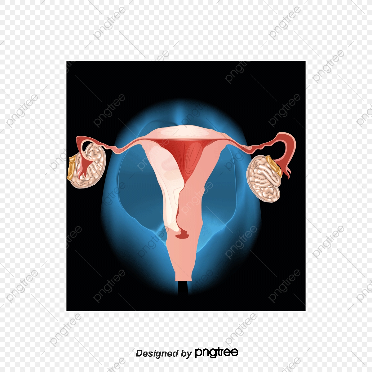 Uterus Vector at Vectorified.com | Collection of Uterus Vector free for ...