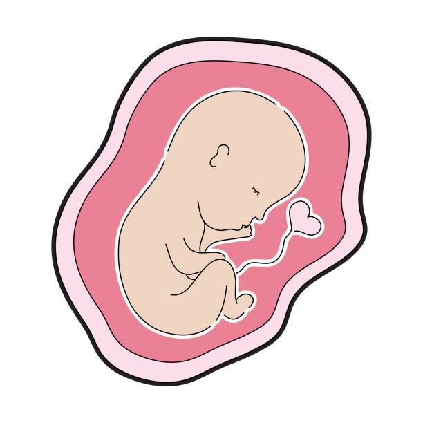 612x612 Baby With Umbilical Cord Inside Uterus Vector Illustration