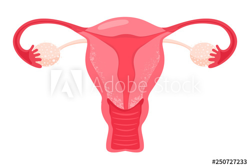 500x334 Gynecology Illustration Woman Reproductive Health Illustration