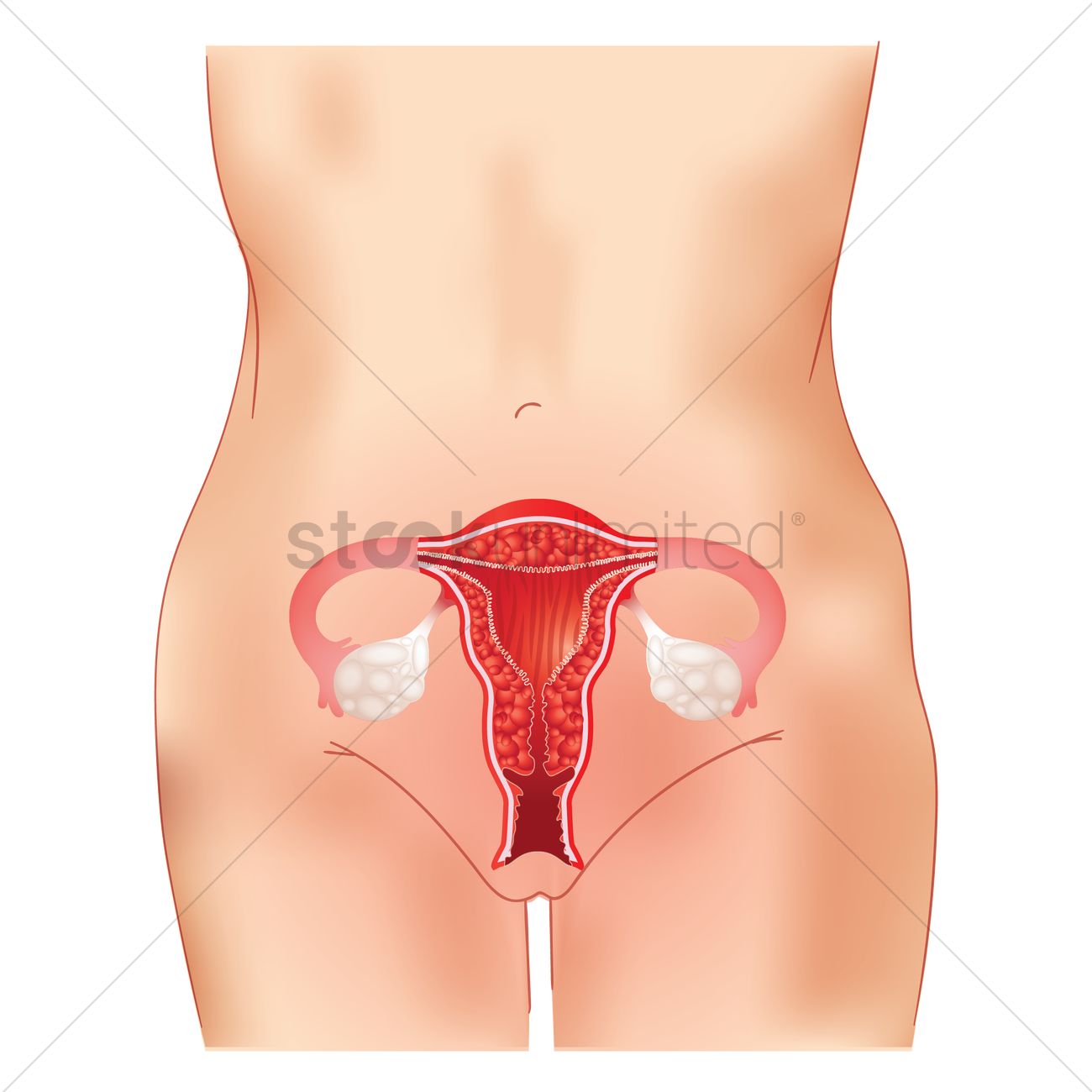 1300x1300 Human Anatomy Of A Uterus Vector Image