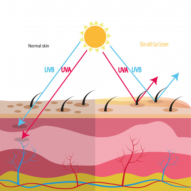 626x626 Uv Protection With Cell Skin Vector Premium Download