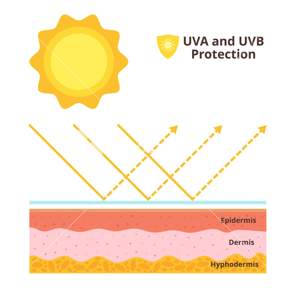 Uv Vector at Vectorified.com | Collection of Uv Vector free for ...