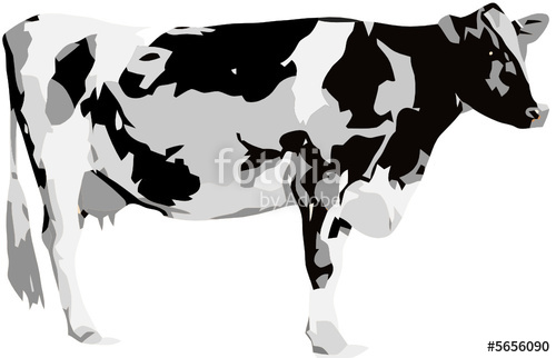 500x322 Vaca Stock Image And Royalty Free Vector