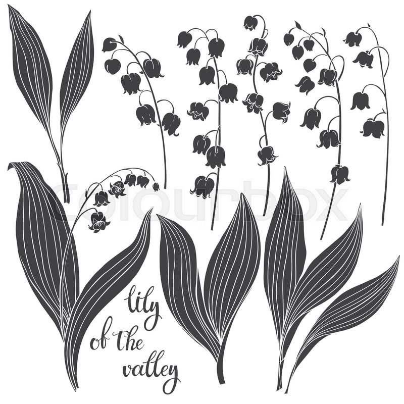 Lily Of The Valley Vector Stock Vector Colourbox 800x800 Lily Of The Valley Vector Stock Vector Colourbox