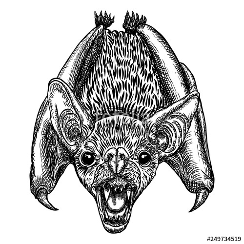500x500 Bat Drawing Upside Down Gothic Illustration Of Monsters