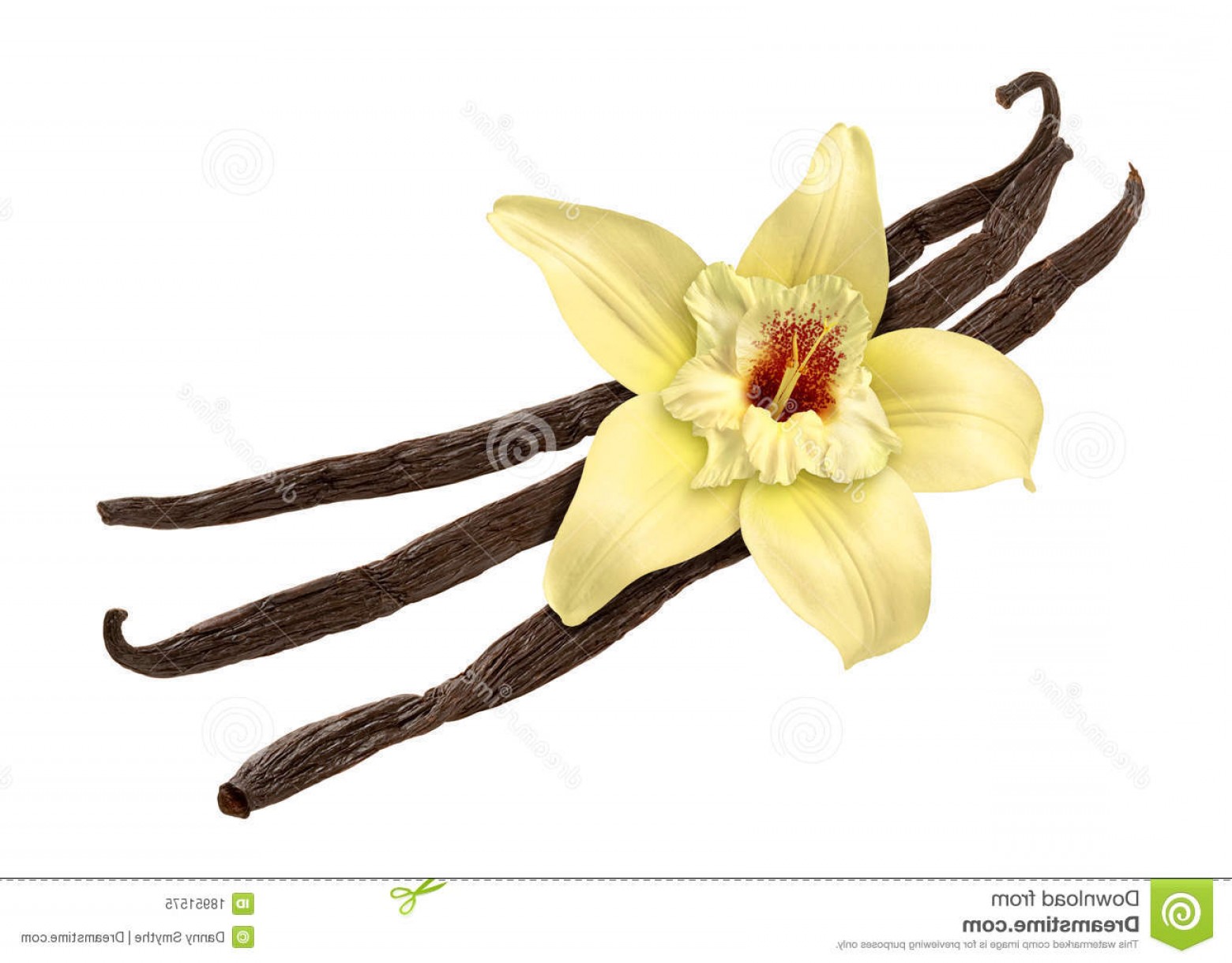 Royalty Free Stock Photo Vanilla Bean Flower Clipping Path Image 1560x1220 Royalty Free Stock Photo Vanilla Bean Flower Clipping Path Image