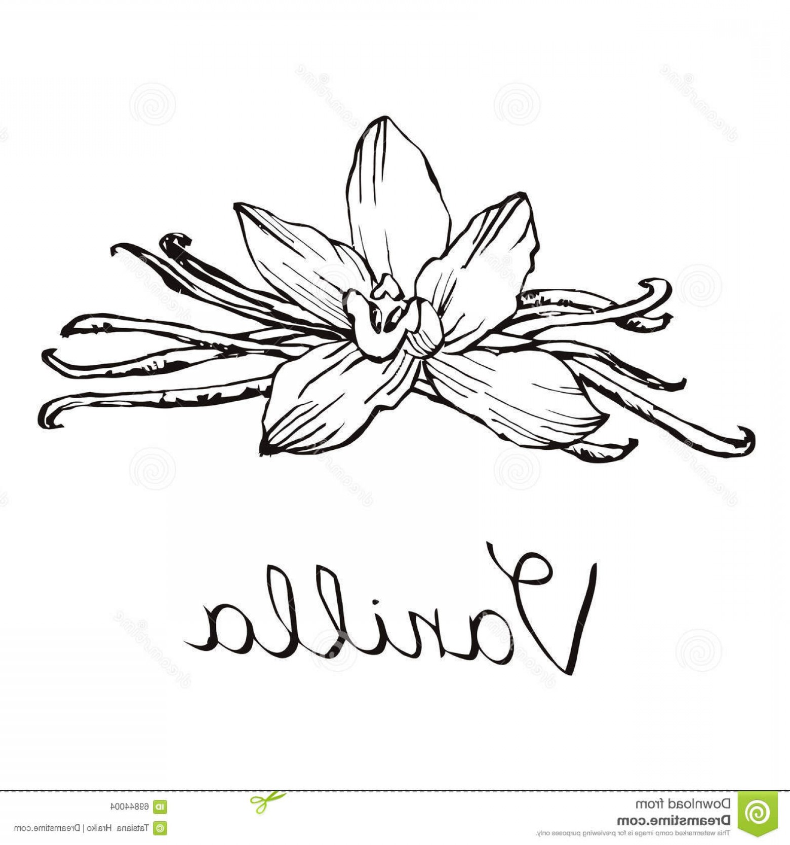 Stock Illustration Vanilla Beautiful Flowers Beans Hand Drawn 1560x1668 Stock Illustration Vanilla Beautiful Flowers Beans Hand Drawn