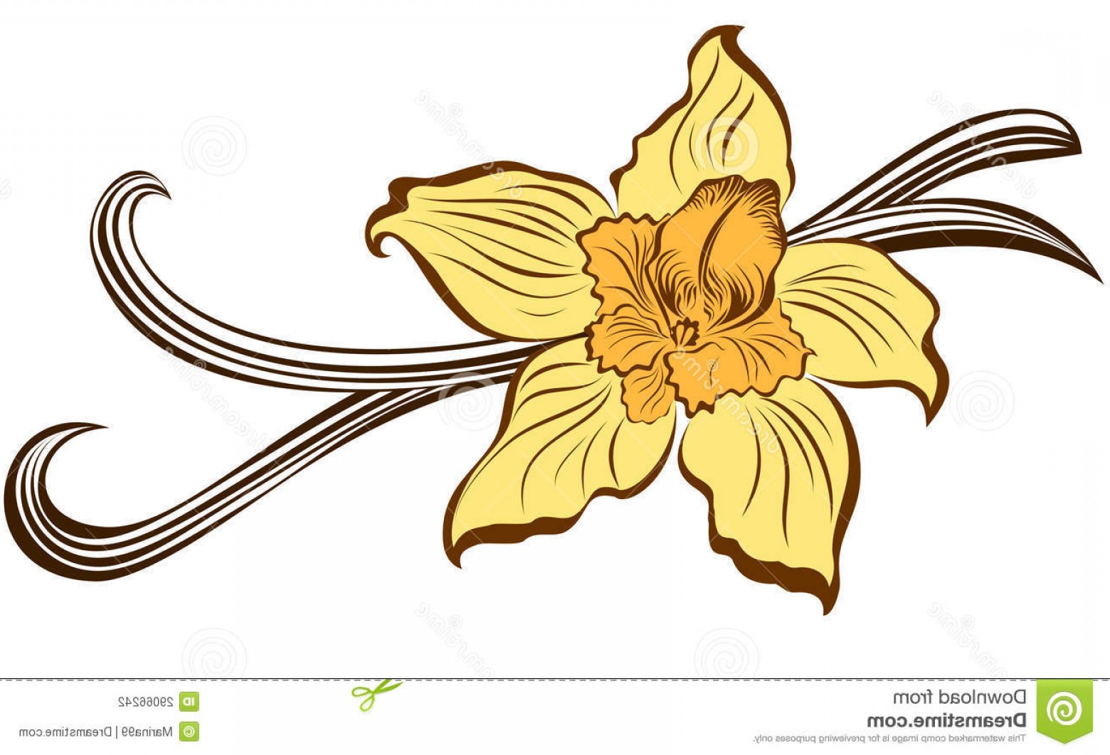 Stock Photography Vanilla Flower Vanilla Pods Image Geekchicpro 1560x1062 Stock Photography Vanilla Flower Vanilla Pods Image Geekchicpro