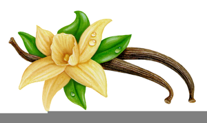 Vanilla Bean Clipart Free Images 300x179 Vanilla Bean Clipart Free Images