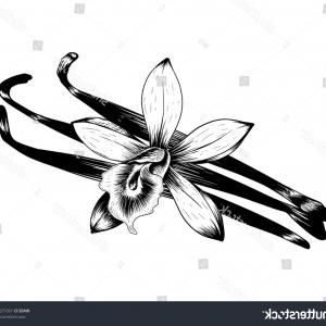 Vanilla Bean Flower Hand Drawn Vector Catchsplace 300x300 Vanilla Bean Flower Hand Drawn Vector Catchsplace