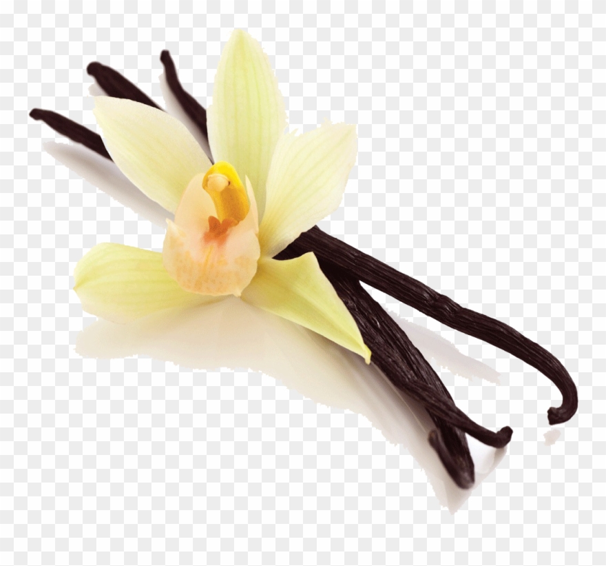 Vanilla Bean Png Picture Clipart 880x821 Vanilla Bean Png Picture Clipart