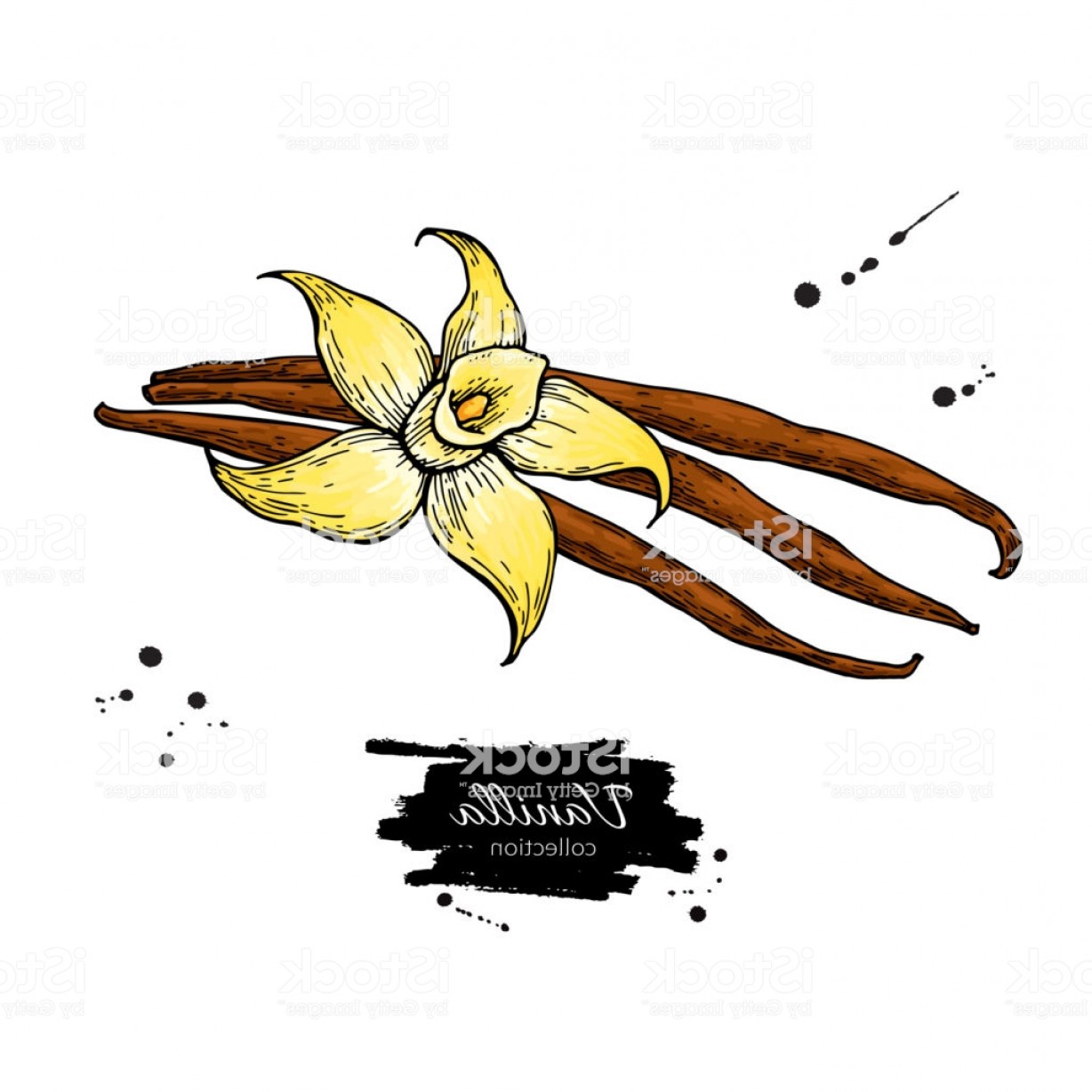 Vanilla Bean Vector Soidergi 1228x1228 Vanilla Bean Vector Soidergi