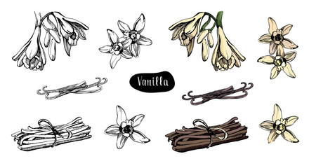 Vanilla Bean Vector Photos, Royalty Free Images, Graphics, Vectors 440x240 Vanilla Bean Vector Photos, Royalty Free Images, Graphics, Vectors