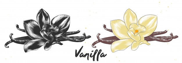 Vanilla Beans Vectors, Photos And Free Download 626x217 Vanilla Beans Vectors, Photos And Free Download