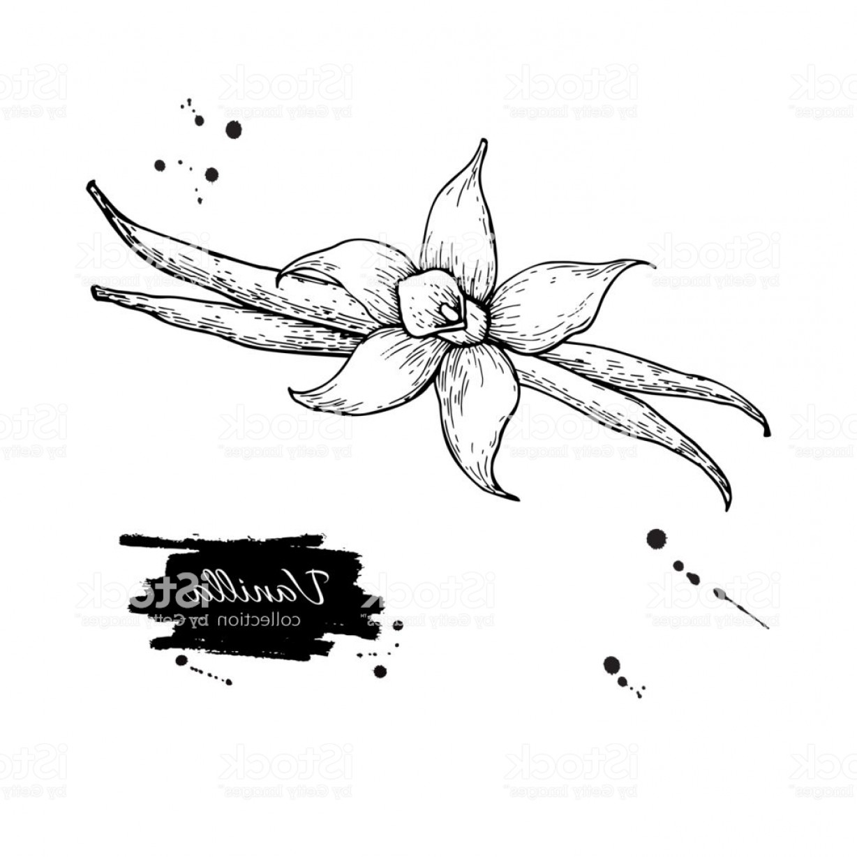 Vanilla Flower And Bean Stick Vector Drawing Hand Drawn Sketch Gm 1228x1228 Vanilla Flower And Bean Stick Vector Drawing Hand Drawn Sketch Gm