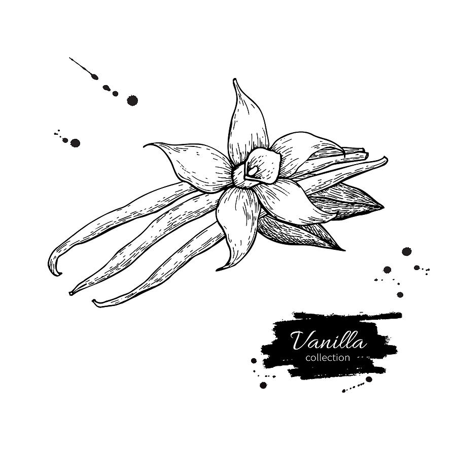 Vanilla Flower And Bean Stick Vector Drawing Hand Drawn Sketch 899x900 Vanilla Flower And Bean Stick Vector Drawing Hand Drawn Sketch