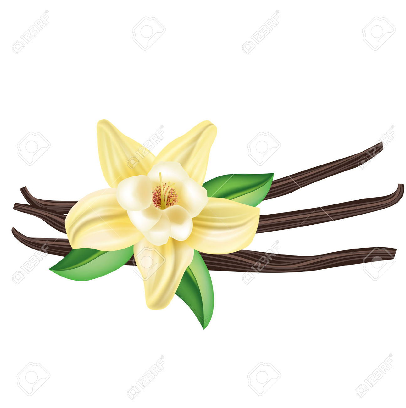Vanilla Flower Clipart 1295x1300 Vanilla Flower Clipart