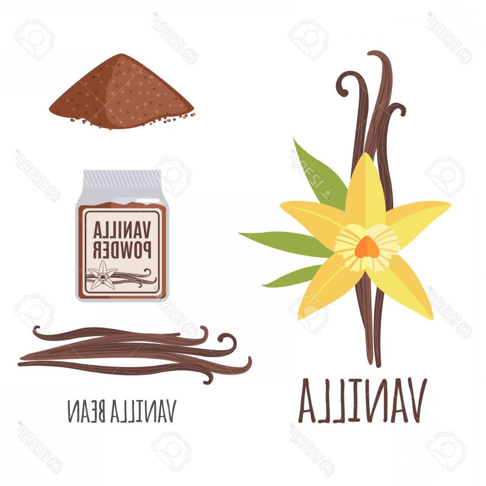 Photostock Vector Superfood Vanilla Set In Flat Style Vanilla 1560x1560 Photostock Vector Superfood Vanilla Set In Flat Style Vanilla