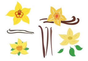 Vanilla Bean Free Vector Graphic Art Free Download 285x200 Vanilla Bean Free Vector Graphic Art Free Download