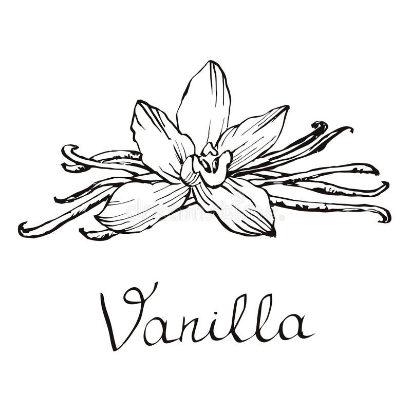 Vanilla Beautiful Flowers And Beans Hand Drawn Sketches Vector 800x800 Vanilla Beautiful Flowers And Beans Hand Drawn Sketches Vector