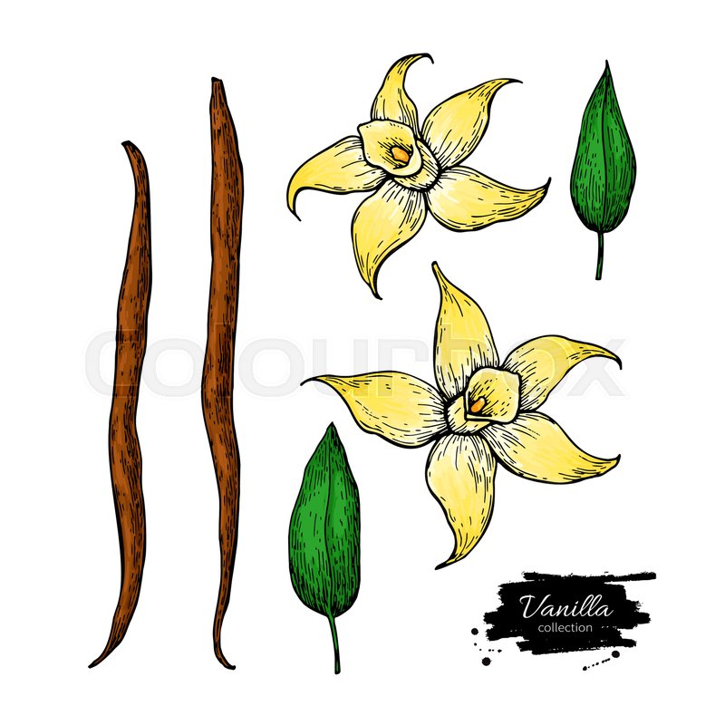 Vanilla Flower And Bean Stick Vector Stock Vector Colourbox 800x800 Vanilla Flower And Bean Stick Vector Stock Vector Colourbox