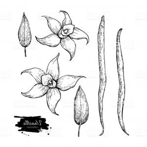 Various Icons Of Vanilla Bean And Flowers Gm Catchsplace 300x300 Various Icons Of Vanilla Bean And Flowers Gm Catchsplace