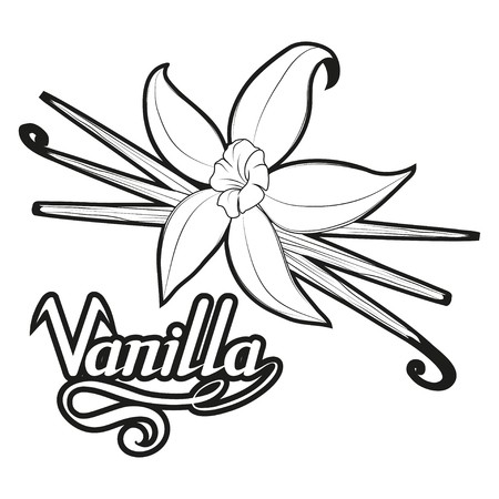 Hand Drawn Vanilla Beans, Spicy Ingredient, Vanilla Flower Logo 450x450 Hand Drawn Vanilla Beans, Spicy Ingredient, Vanilla Flower Logo