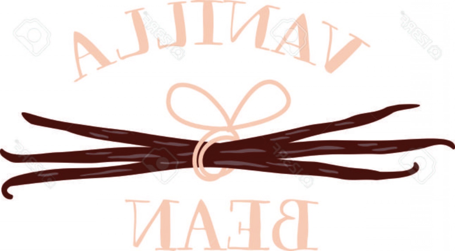 Photostock Vector Vanilla Bean Pods Tied Together With A Pink Bow 1560x862 Photostock Vector Vanilla Bean Pods Tied Together With A Pink Bow