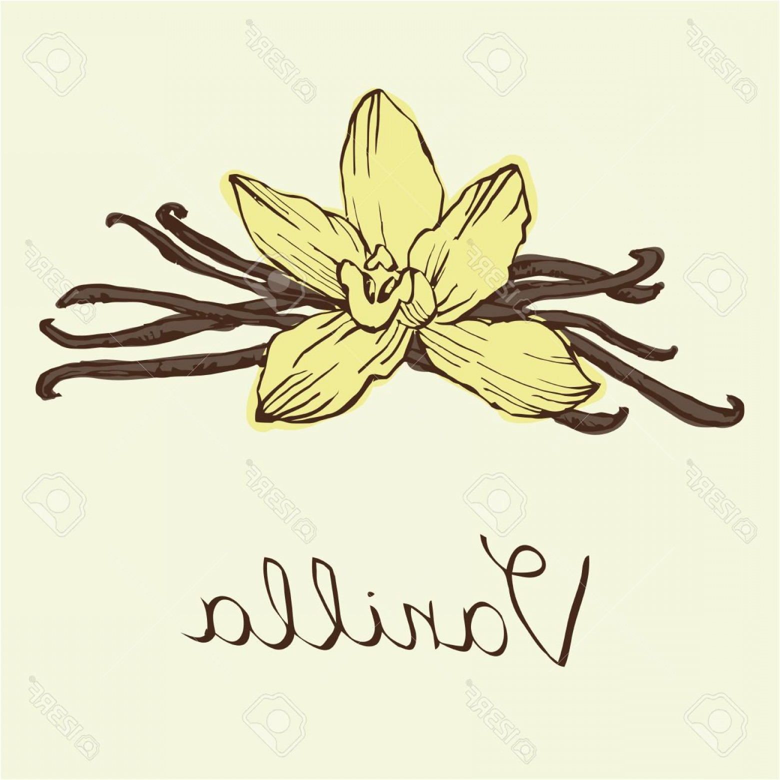 Photostock Vector Vanilla Beautiful Flowers And Beans Vector Hand 1560x1560 Photostock Vector Vanilla Beautiful Flowers And Beans Vector Hand
